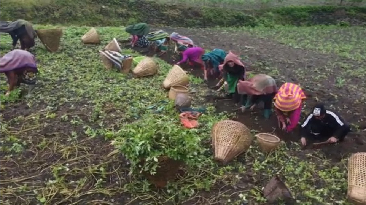 आलु खेती बन्यो ताराखोलाबासीको आयस्रोत